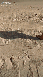 ThisGraciousCoati-max-1mb.md.gif