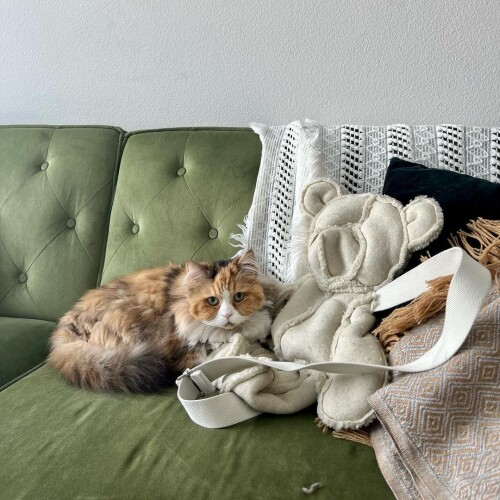 mae.col_279180474_406234770977011_8495184502278126172_n.md.jpg