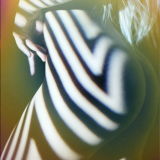 yfe9226a0b9827494